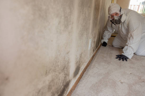 Best Basement Mold Removal  in Maggie Valley, NC